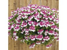  Angel Angeleyes Bicolor 200
