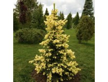   (Picea pungens Maigold) 7,5 25-30, 5200 
