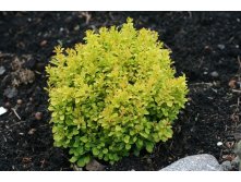  Berberis thunb. Tiny Gold C3 (20 - 25)   % 1427,46