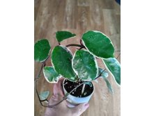 carnosa snow ball margin variegata.