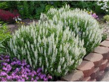   (Salvia nemorosa) Apex White