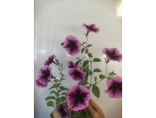 IMG 20240602 084523.jpg