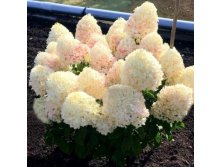  .   (Hydrangea paniculata Sugar Rush). 2//3, 670 