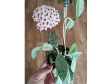 Hoya carnosa wilbur graves.