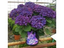  .    (Hydrangea macrophylla Music Collection Deep Purple Dance)