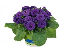  Belarina Violetta 295 , 