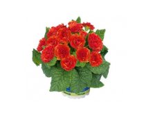  Belarina Tangerine Twist 295 