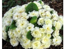  Belarina Cream Buttercup, 9 350 