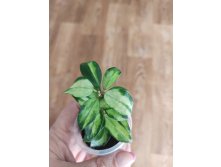 Hoya lacunosa tricolor bruno.