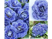  Belarina Baltic Blue 295 