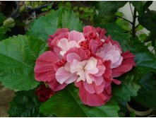 Гибискус Pink Boquet