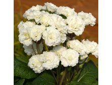  Polyanna Frost White 327 