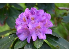 Рододендрон гибридный Catawbiense Grandiflorum