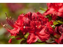 Рододендрон листопадный Crosswater Red