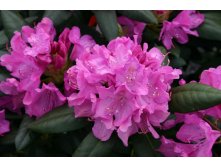 Рододендрон гибридный Roseum Elegans
