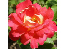 R030  -1.png