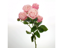 R052   -2.png
