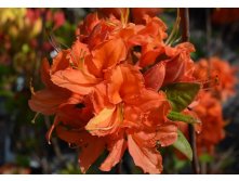 Азалия листопадная Mandarin Light