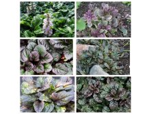 MyCollages (4).jpg