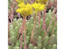Sedum fosterianum Elegans 3.jpg