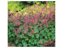Gejhera-littl-kjuti-peppermint-1-500x500.jpeg