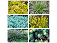 MyCollages (7).jpg