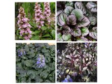MyCollages (3).jpg