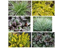 MyCollages (5).jpg