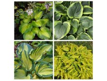 MyCollages (1).jpg