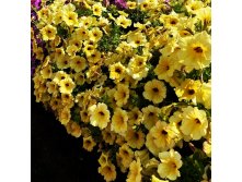  AlpeTunia Yellow Dark Center 100