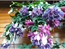  Deep Purple 115