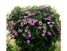  Arizona Pink Beauty  110