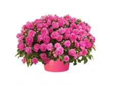   Musica Pink Aroma 150