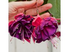  Marbeller Double Magenta-Purple 100