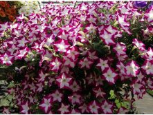 NEW!!  Dekko Rose Star 100