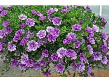  ALOHA DOUBLE LAVENDER 155