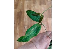 Hoya sp.Philippines.