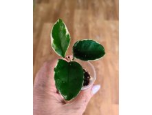  carnosa snow ball margin variegata.