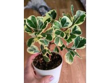 Triangularis White Margin.
