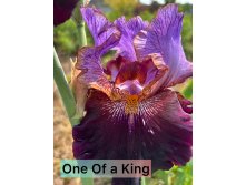 Photo-output.jpeg