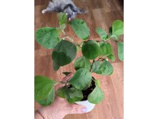 Ficus deltoidea golden leaves.