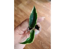 Hoya Kenejiana albomarginata 'Thong's Treasure.