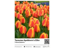 2276	 Apeldoorn's Elite ( ) 55 