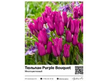 2381	 Purple Bouquet () 83 