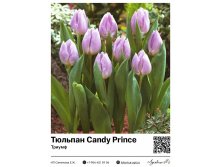 2298	 Candy Prince () 75 .