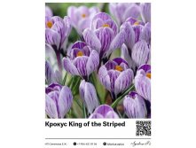 8027	 King of the Striped 21 