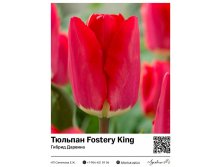 2325	 Fostery King ( ) 61 