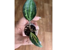 Macrophylla Pot of Gold.