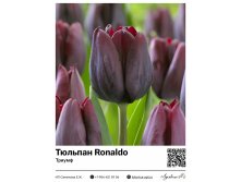 2392	 Ronaldo () 78 
