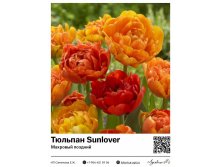 2402	 Sunlover ( ) 61 